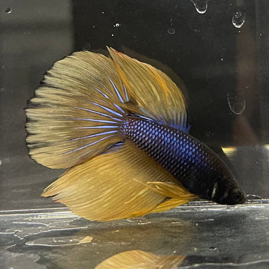 the-fish-farm Premium Male Betta Mustard Gas Halfmoon Premium Betta Male - One Only - 1 Buy this Mustard Gas Halfmooon Male Betta - One Only in Australia