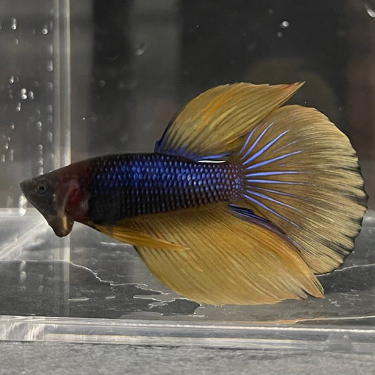 the-fish-farm Premium Male Betta Mustard Gas Halfmoon Premium Betta Male - One Only - 1 Buy this Mustard Gas Halfmooon Male Betta - One Only in Australia