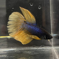 the-fish-farm Premium Male Betta Mustard Gas Halfmoon Premium Betta Male - One Only - 1 Buy this Mustard Gas Halfmooon Male Betta - One Only in Australia
