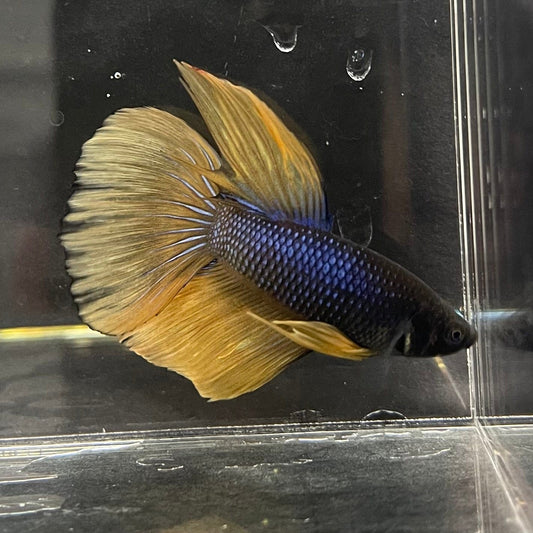 the-fish-farm Premium Male Betta Mustard Gas Halfmoon Premium Betta Male - One Only - 1 Buy this Mustard Gas Halfmooon Male Betta - One Only in Australia