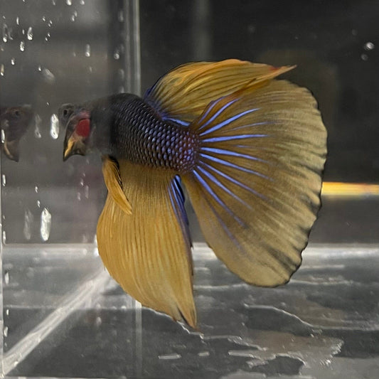 the-fish-farm Premium Male Betta Mustard Gas Halfmoon Premium Betta Male - One Only - 1 Buy this Mustard Gas Halfmooon Male Betta - One Only in Australia