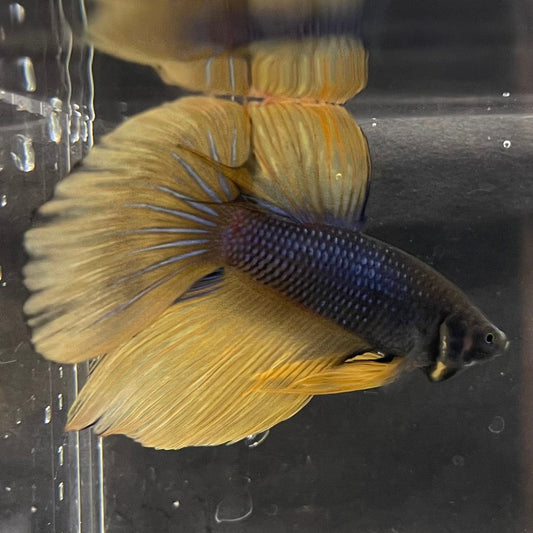 the-fish-farm Premium Male Betta Mustard Gas Halfmoon Premium Betta Male - One Only - 1 Buy this Mustard Gas Halfmooon Male Betta - One Only in Australia