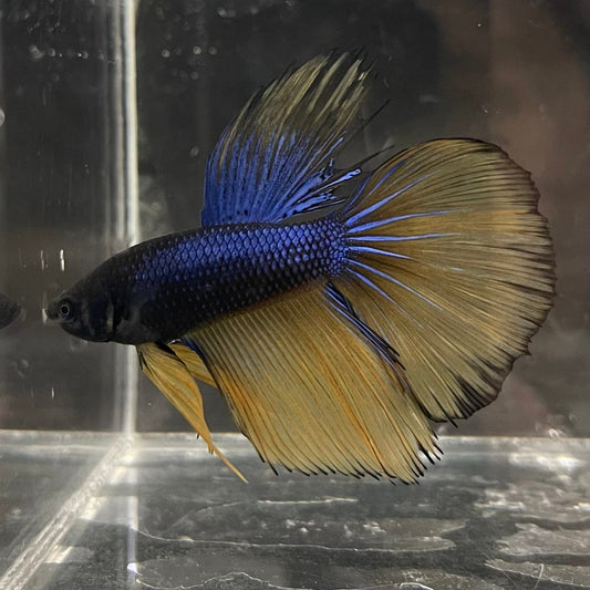 the-fish-farm Premium Male Betta Mustard Gas Halfmoon Premium Betta Male - One Only - 2 Buy this Mustard Gas Halfmooon Male Betta - One Only in Australia