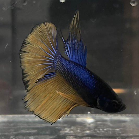 the-fish-farm Premium Male Betta Mustard Gas Halfmoon Premium Betta Male - One Only - 2 Buy this Mustard Gas Halfmooon Male Betta - One Only in Australia