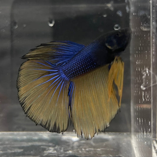 the-fish-farm Premium Male Betta Mustard Gas Halfmoon Premium Betta Male - One Only - 2 Buy this Mustard Gas Halfmooon Male Betta - One Only in Australia