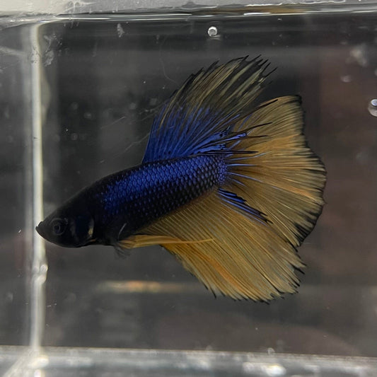 the-fish-farm Premium Male Betta Mustard Gas Halfmoon Premium Betta Male - One Only - 2 Buy this Mustard Gas Halfmooon Male Betta - One Only in Australia
