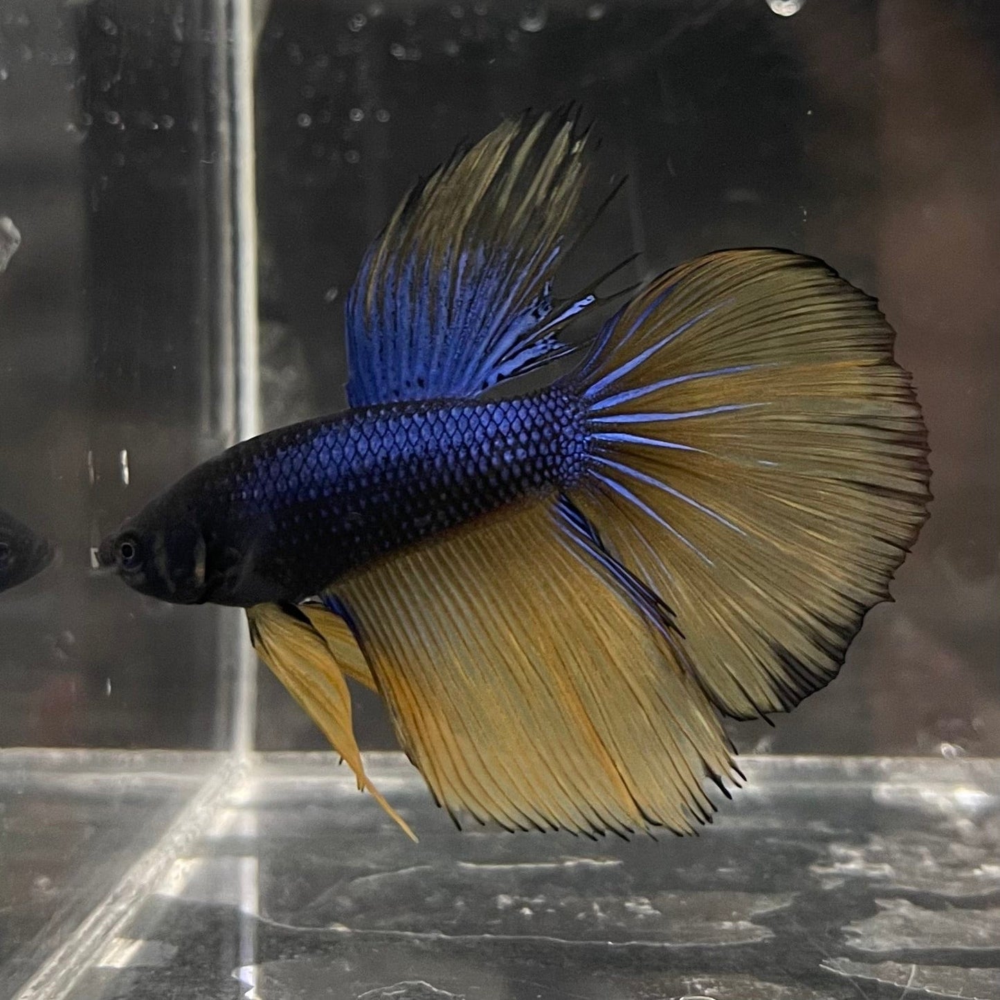 the-fish-farm Premium Male Betta Mustard Gas Halfmoon Premium Betta Male - One Only - 2 Buy this Mustard Gas Halfmooon Male Betta - One Only in Australia