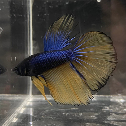 the-fish-farm Premium Male Betta Mustard Gas Halfmoon Premium Betta Male - One Only - 2 Buy this Mustard Gas Halfmooon Male Betta - One Only in Australia