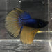 the-fish-farm Premium Male Betta Mustard Gas Halfmoon Premium Betta Male - One Only - 2 Buy this Mustard Gas Halfmooon Male Betta - One Only in Australia