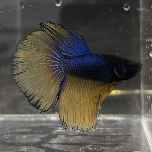 the-fish-farm Premium Male Betta Mustard Gas Halfmoon Premium Betta Male - One Only - 2 Buy this Mustard Gas Halfmooon Male Betta - One Only in Australia