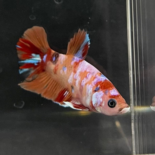 the-fish-farm Premium Male Betta Nemo Orange Fancy Plakat Betta Male - One Only - 1 Buy this Nemo Orange Plakat Male Betta - One Only in Australia