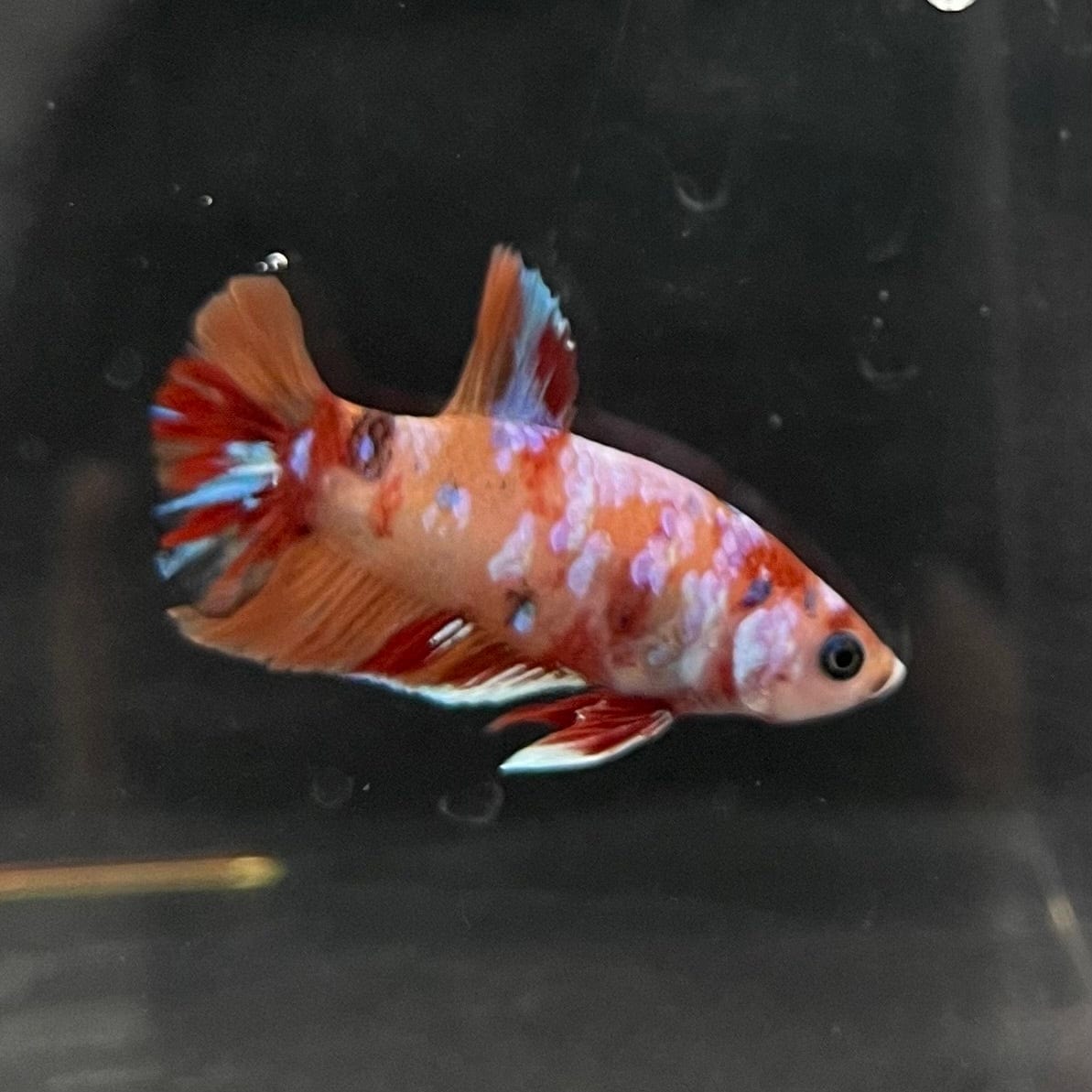 the-fish-farm Premium Male Betta Nemo Orange Fancy Plakat Betta Male - One Only - 1 Buy this Nemo Orange Plakat Male Betta - One Only in Australia