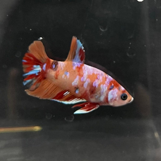 the-fish-farm Premium Male Betta Nemo Orange Fancy Plakat Betta Male - One Only - 1 Buy this Nemo Orange Plakat Male Betta - One Only in Australia