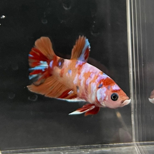 the-fish-farm Premium Male Betta Nemo Orange Fancy Plakat Betta Male - One Only - 1 Buy this Nemo Orange Plakat Male Betta - One Only in Australia