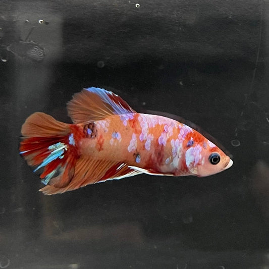 the-fish-farm Premium Male Betta Nemo Orange Fancy Plakat Betta Male - One Only - 1 Buy this Nemo Orange Plakat Male Betta - One Only in Australia