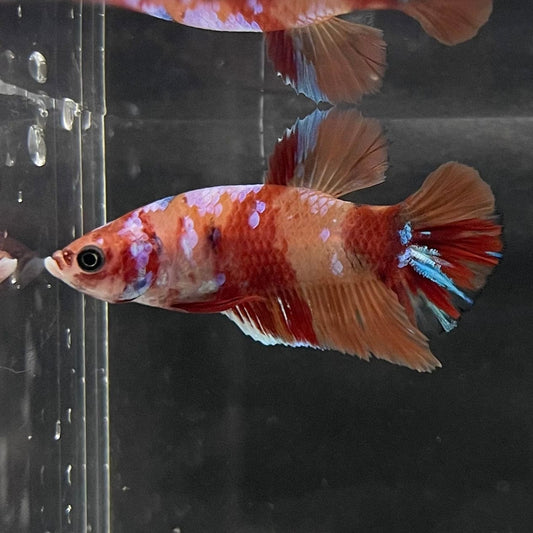 the-fish-farm Premium Male Betta Nemo Orange Fancy Plakat Betta Male - One Only - 1 Buy this Nemo Orange Plakat Male Betta - One Only in Australia