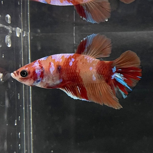 the-fish-farm Premium Male Betta Nemo Orange Fancy Plakat Betta Male - One Only - 1 Buy this Nemo Orange Plakat Male Betta - One Only in Australia
