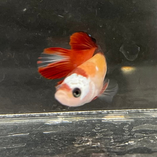 the-fish-farm Premium Male Betta Nemo Orange Fancy Plakat Betta Male - One Only - 2 Buy this Nemo Orange Plakat Male Betta - One Only in Australia