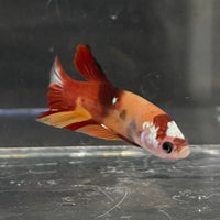 the-fish-farm Premium Male Betta Nemo Orange Fancy Plakat Betta Male - One Only - 2 Buy this Nemo Orange Plakat Male Betta - One Only in Australia