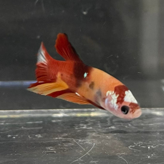 the-fish-farm Premium Male Betta Nemo Orange Fancy Plakat Betta Male - One Only - 2 Buy this Nemo Orange Plakat Male Betta - One Only in Australia