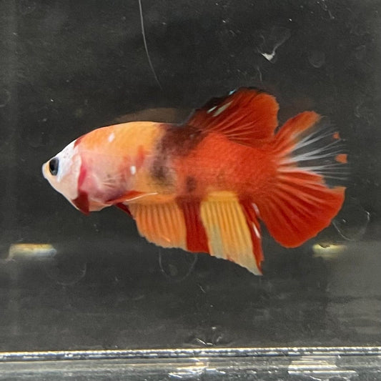 the-fish-farm Premium Male Betta Nemo Orange Fancy Plakat Betta Male - One Only - 2 Buy this Nemo Orange Plakat Male Betta - One Only in Australia