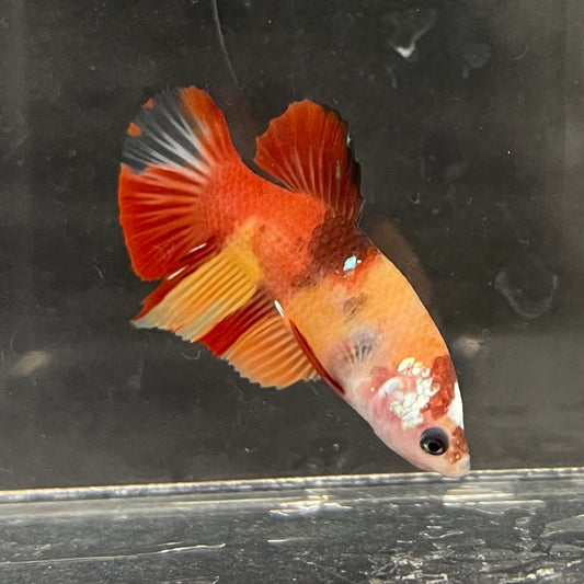 the-fish-farm Premium Male Betta Nemo Orange Fancy Plakat Betta Male - One Only - 2 Buy this Nemo Orange Plakat Male Betta - One Only in Australia