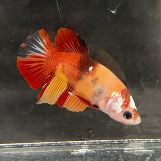 the-fish-farm Premium Male Betta Nemo Orange Fancy Plakat Betta Male - One Only - 2 Buy this Nemo Orange Plakat Male Betta - One Only in Australia