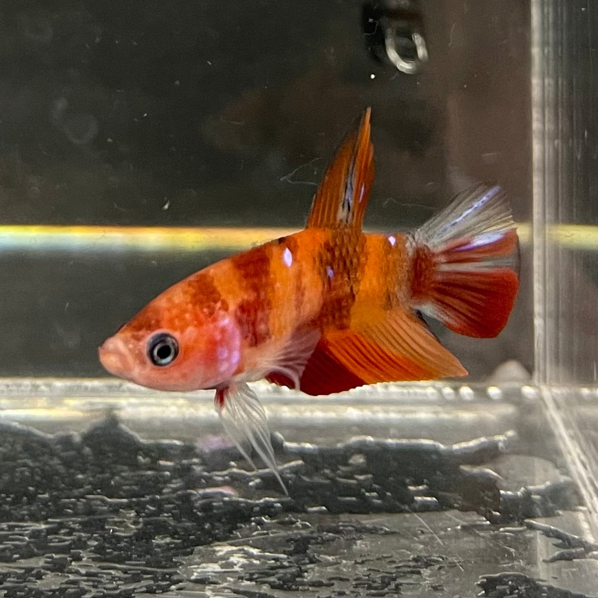 the-fish-farm Premium Male Betta Nemo Orange Fancy Plakat Betta Male - One Only - 2 Buy this Nemo Orange Plakat Male Betta - One Only in Australia