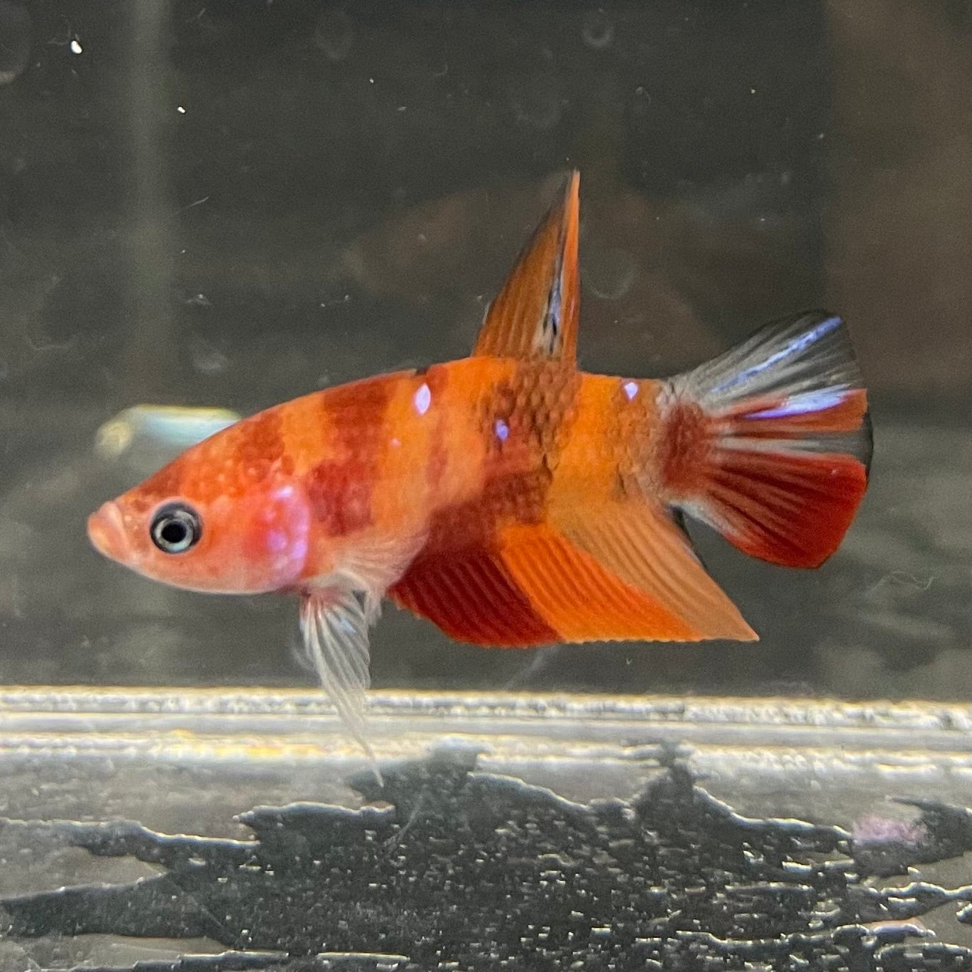 the-fish-farm Premium Male Betta Nemo Orange Fancy Plakat Betta Male - One Only - 2 Buy this Nemo Orange Plakat Male Betta - One Only in Australia