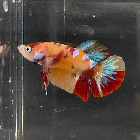 the-fish-farm Premium Male Betta Nemo Orange Fancy Plakat Betta Male - One Only - 3 Buy this Nemo Orange Plakat Male Betta - One Only in Australia
