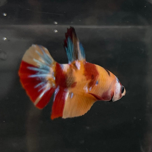 the-fish-farm Premium Male Betta Nemo Orange Fancy Plakat Betta Male - One Only - 3 Buy this Nemo Orange Plakat Male Betta - One Only in Australia