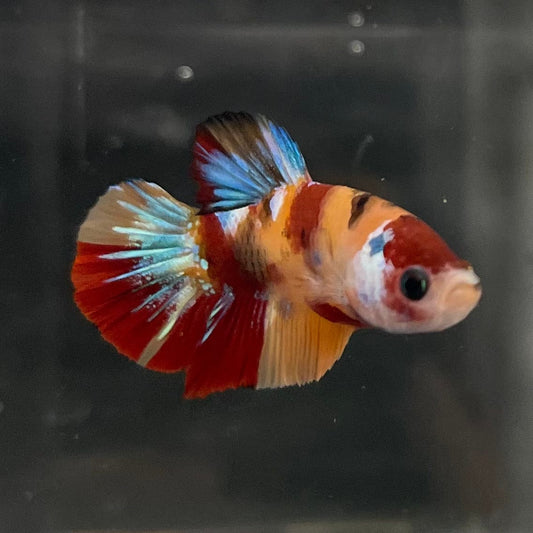 the-fish-farm Premium Male Betta Nemo Orange Fancy Plakat Betta Male - One Only - 3 Buy this Nemo Orange Plakat Male Betta - One Only in Australia
