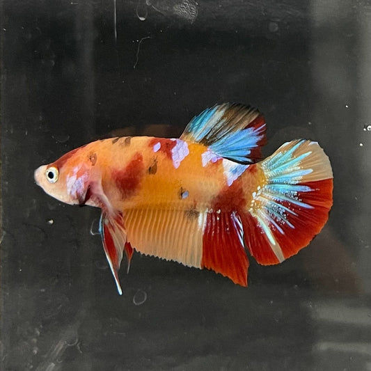 the-fish-farm Premium Male Betta Nemo Orange Fancy Plakat Betta Male - One Only - 3 Buy this Nemo Orange Plakat Male Betta - One Only in Australia