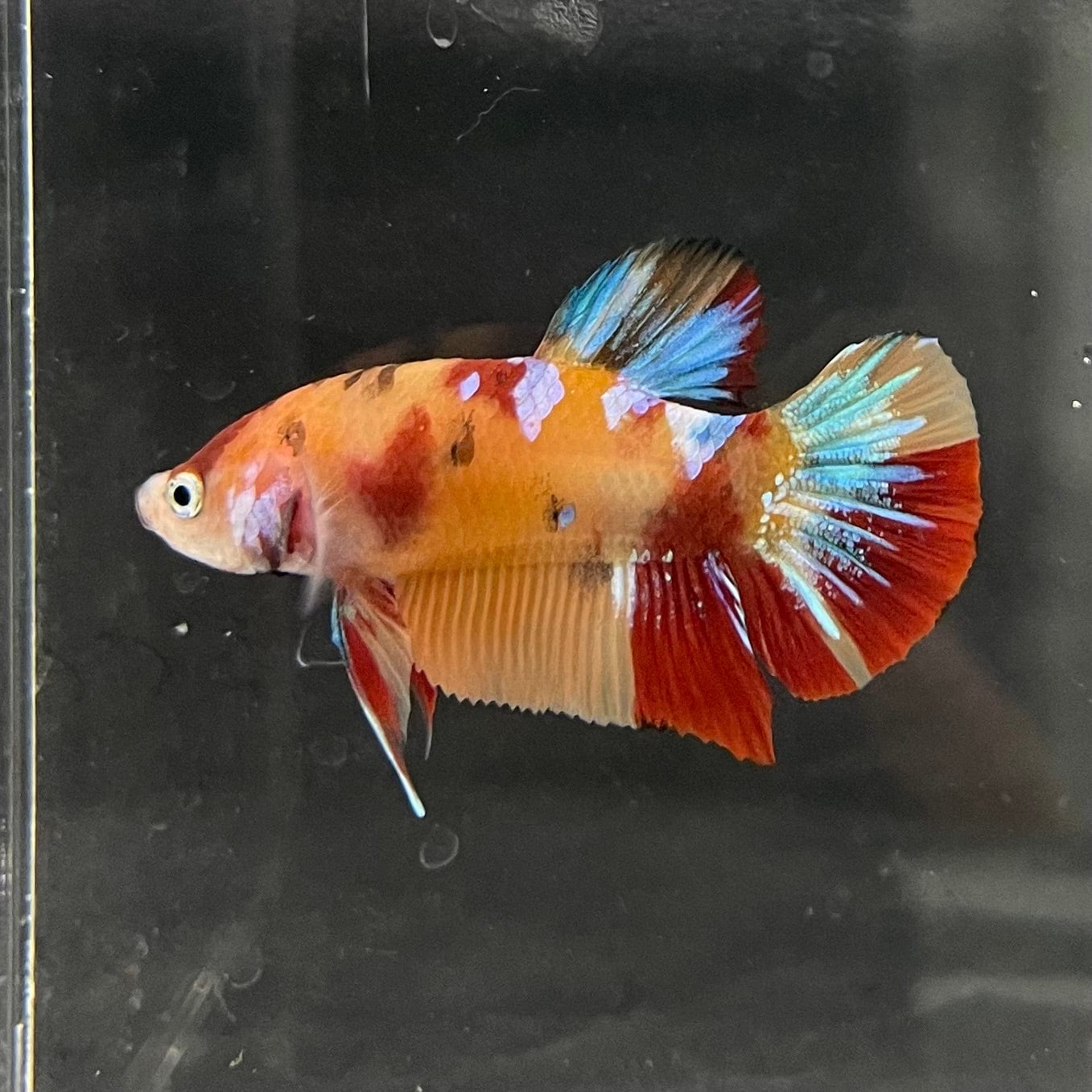 the-fish-farm Premium Male Betta Nemo Orange Fancy Plakat Betta Male - One Only - 3 Buy this Nemo Orange Plakat Male Betta - One Only in Australia