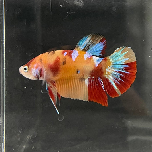 the-fish-farm Premium Male Betta Nemo Orange Fancy Plakat Betta Male - One Only - 3 Buy this Nemo Orange Plakat Male Betta - One Only in Australia