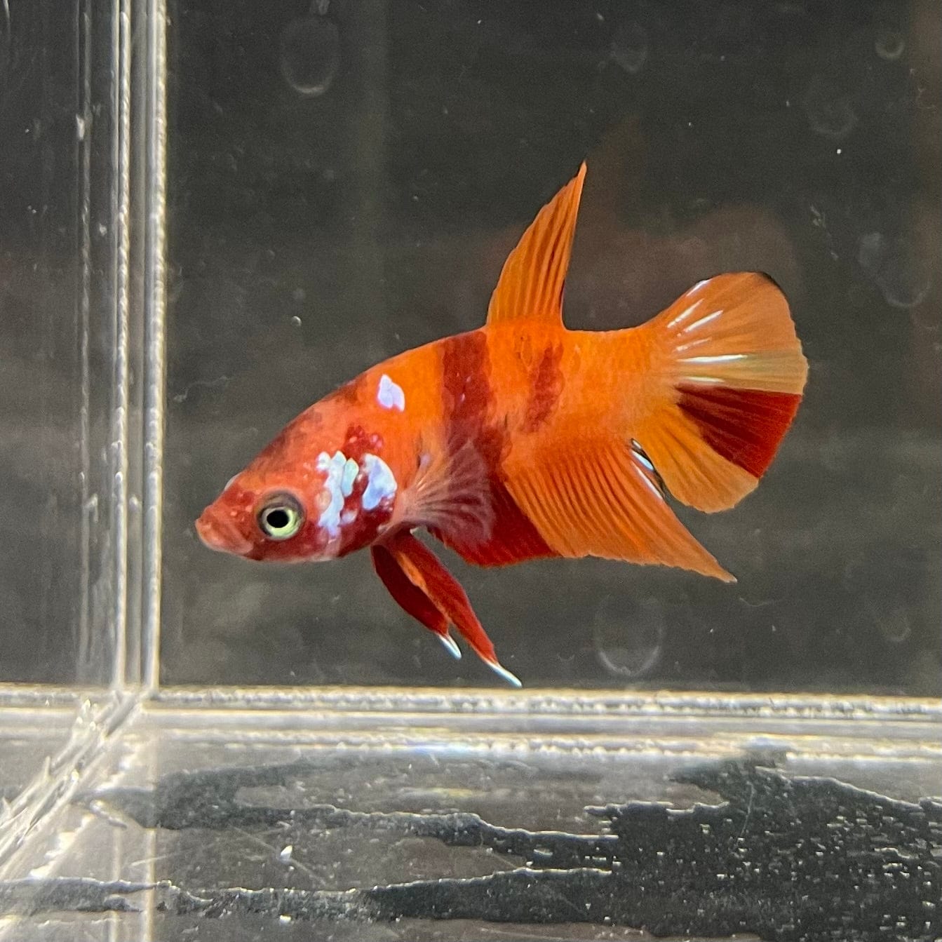 the-fish-farm Premium Male Betta Nemo Orange Fancy Plakat Betta Male - One Only - 3 Buy this Nemo Orange Plakat Male Betta - One Only in Australia