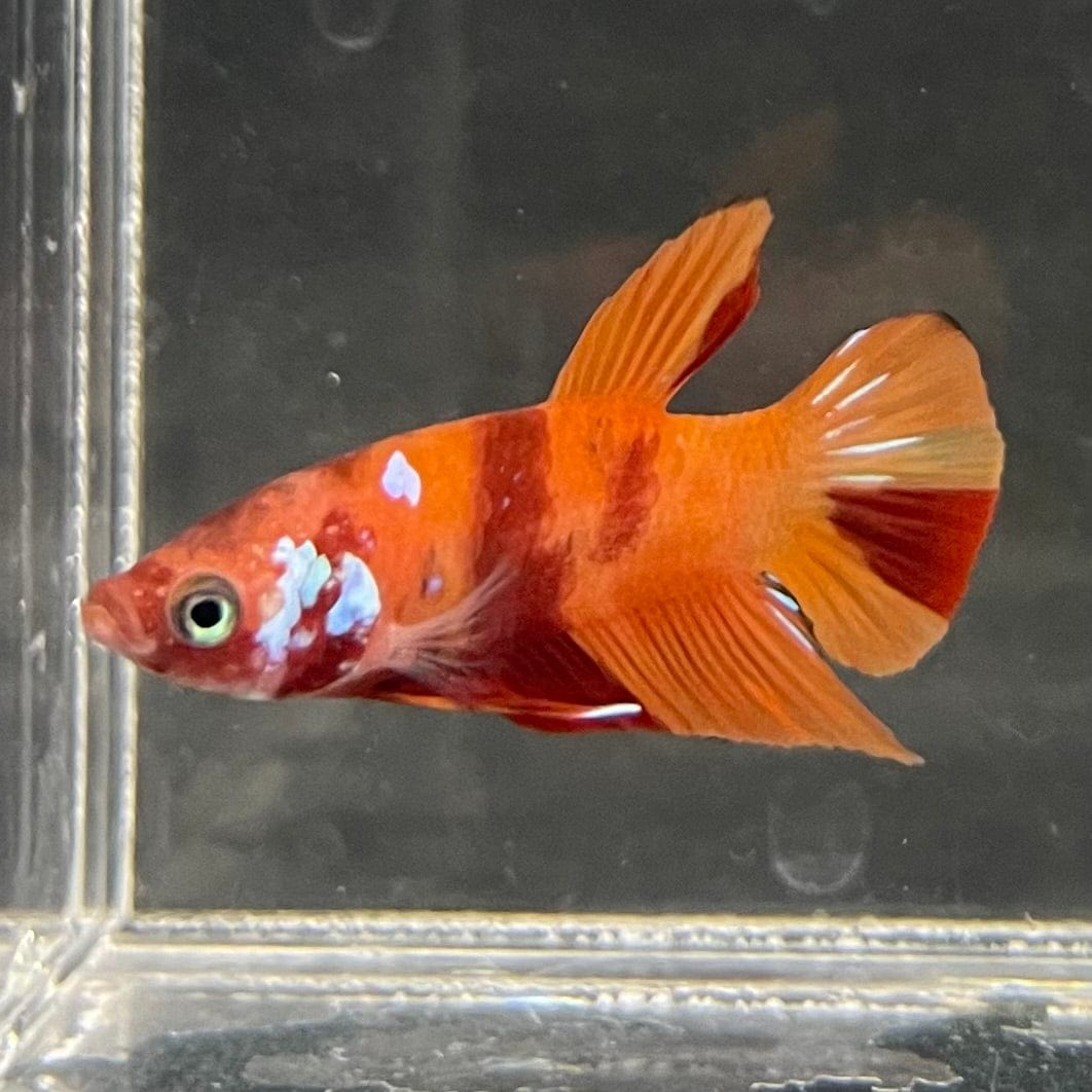 the-fish-farm Premium Male Betta Nemo Orange Fancy Plakat Betta Male - One Only - 3 Buy this Nemo Orange Plakat Male Betta - One Only in Australia