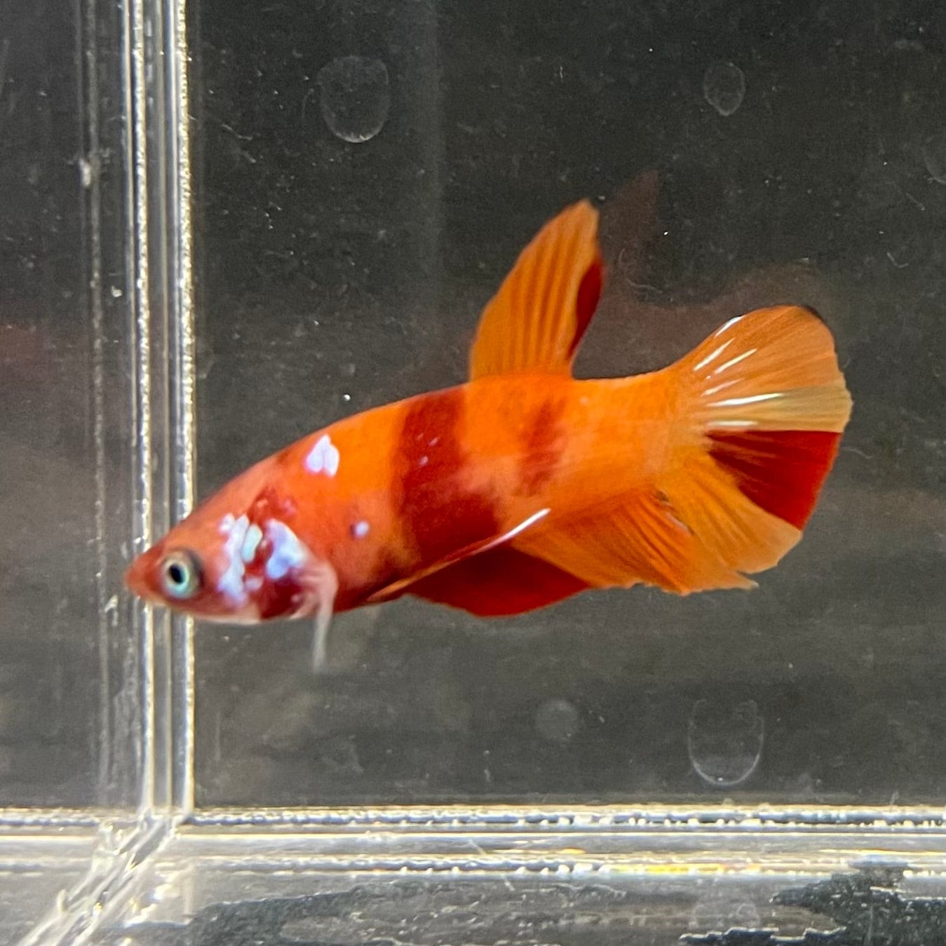 the-fish-farm Premium Male Betta Nemo Orange Fancy Plakat Betta Male - One Only - 3 Buy this Nemo Orange Plakat Male Betta - One Only in Australia