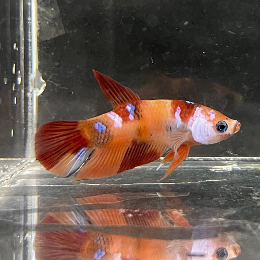 the-fish-farm Premium Male Betta Nemo Orange Fancy Plakat Betta Male - One Only - 4 Buy this Nemo Orange Plakat Male Betta - One Only in Australia