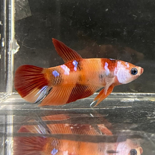 the-fish-farm Premium Male Betta Nemo Orange Fancy Plakat Betta Male - One Only - 4 Buy this Nemo Orange Plakat Male Betta - One Only in Australia