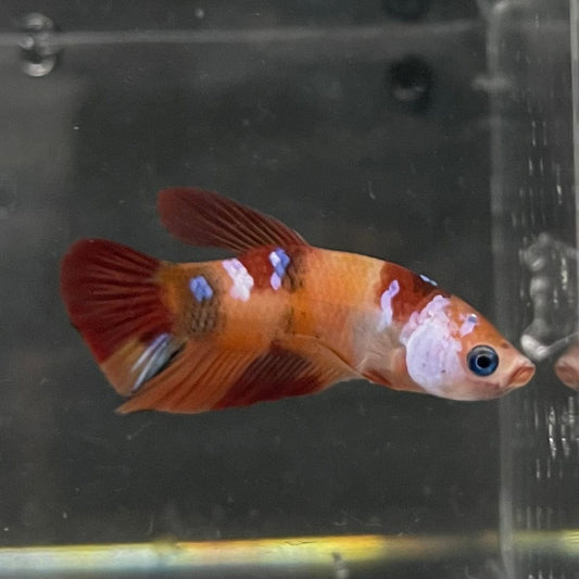 the-fish-farm Premium Male Betta Nemo Orange Fancy Plakat Betta Male - One Only - 4 Buy this Nemo Orange Plakat Male Betta - One Only in Australia