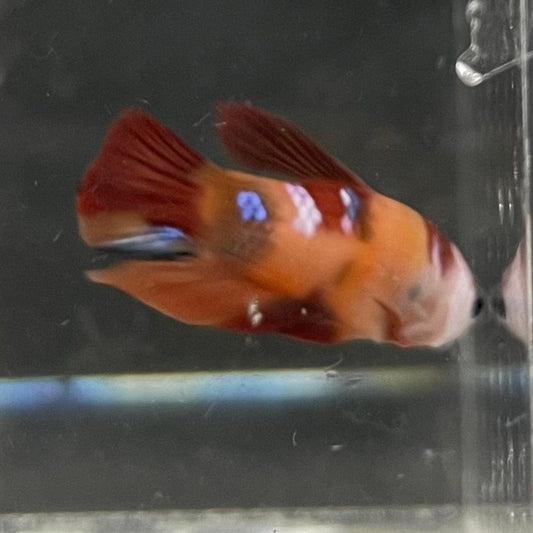 the-fish-farm Premium Male Betta Nemo Orange Fancy Plakat Betta Male - One Only - 4 Buy this Nemo Orange Plakat Male Betta - One Only in Australia