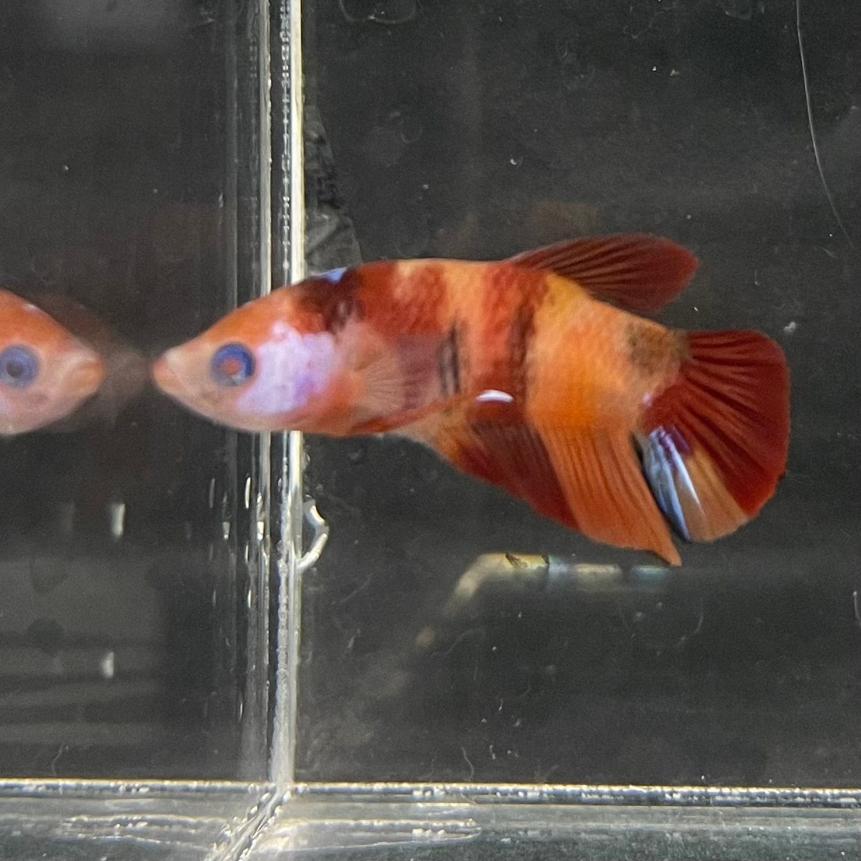 the-fish-farm Premium Male Betta Nemo Orange Fancy Plakat Betta Male - One Only - 4 Buy this Nemo Orange Plakat Male Betta - One Only in Australia