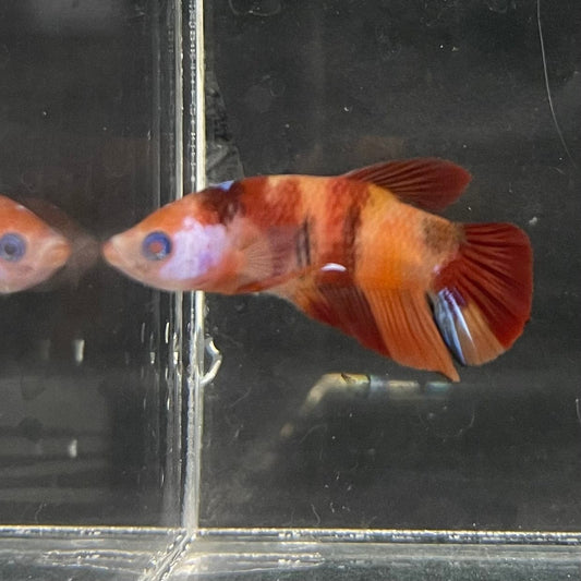 the-fish-farm Premium Male Betta Nemo Orange Fancy Plakat Betta Male - One Only - 4 Buy this Nemo Orange Plakat Male Betta - One Only in Australia
