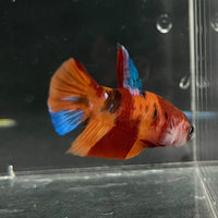 the-fish-farm Premium Male Betta Nemo Orange Fancy Plakat Betta Male - One Only - 5 Buy this Nemo Orange Plakat Male Betta - One Only in Australia