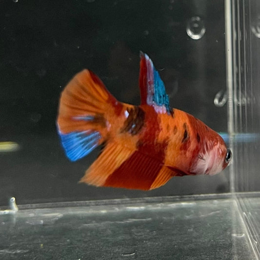 the-fish-farm Premium Male Betta Nemo Orange Fancy Plakat Betta Male - One Only - 5 Buy this Nemo Orange Plakat Male Betta - One Only in Australia