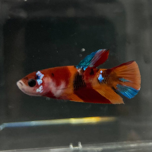 the-fish-farm Premium Male Betta Nemo Orange Fancy Plakat Betta Male - One Only - 5 Buy this Nemo Orange Plakat Male Betta - One Only in Australia