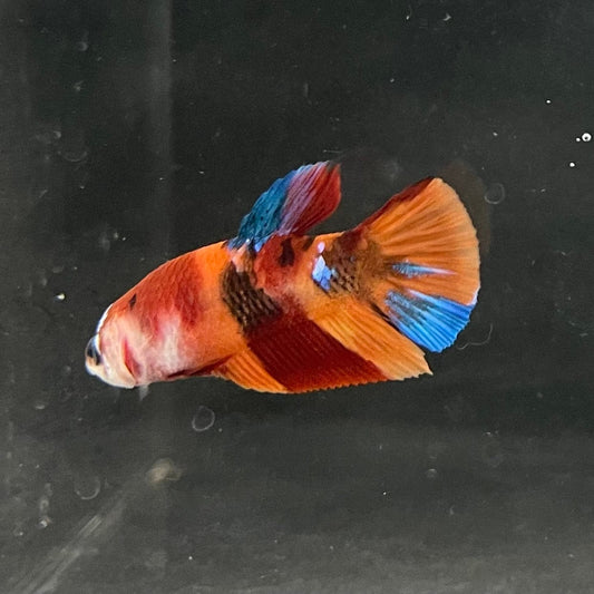 the-fish-farm Premium Male Betta Nemo Orange Fancy Plakat Betta Male - One Only - 5 Buy this Nemo Orange Plakat Male Betta - One Only in Australia