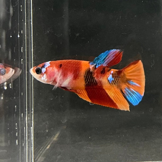the-fish-farm Premium Male Betta Nemo Orange Fancy Plakat Betta Male - One Only - 5 Buy this Nemo Orange Plakat Male Betta - One Only in Australia