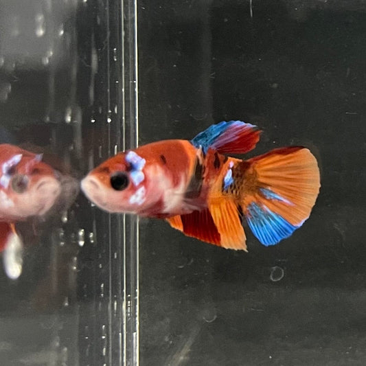 the-fish-farm Premium Male Betta Nemo Orange Fancy Plakat Betta Male - One Only - 5 Buy this Nemo Orange Plakat Male Betta - One Only in Australia